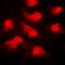 NIMA Related Kinase 9 antibody, orb315630, Biorbyt, Immunofluorescence image 