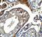 IQ Motif Containing F2 antibody, NBP2-81922, Novus Biologicals, Immunohistochemistry frozen image 