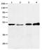 Endothelin Receptor Type B antibody, orb107505, Biorbyt, Western Blot image 