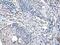 Nicotinamide N-Methyltransferase antibody, PA5-51252, Invitrogen Antibodies, Immunohistochemistry frozen image 