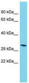 Olfactory receptor 806 antibody, TA342710, Origene, Western Blot image 