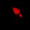 Selenium Binding Protein 1 antibody, orb340745, Biorbyt, Immunofluorescence image 