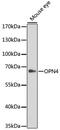 Opsin 4 antibody, 16-530, ProSci, Western Blot image 