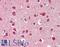 Gastrulation Brain Homeobox 2 antibody, LS-B10661, Lifespan Biosciences, Immunohistochemistry paraffin image 