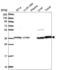 Transaldolase 1 antibody, NBP2-56305, Novus Biologicals, Western Blot image 