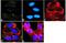 Fms Related Tyrosine Kinase 1 antibody, 720043, Invitrogen Antibodies, Immunofluorescence image 