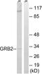 Growth Factor Receptor Bound Protein 2 antibody, LS-C120012, Lifespan Biosciences, Western Blot image 