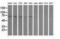 Pseudouridine Synthase 7 antibody, LS-C115824, Lifespan Biosciences, Western Blot image 