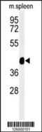 Tektin 4 antibody, 61-783, ProSci, Western Blot image 