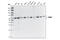 Pyruvate Kinase M1/2 antibody, 3186S, Cell Signaling Technology, Western Blot image 