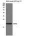 Cytochrome C Oxidase Subunit 4I2 antibody, A10078-1, Boster Biological Technology, Western Blot image 