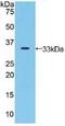 Jagged Canonical Notch Ligand 2 antibody, MBS2004285, MyBioSource, Western Blot image 