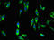 Dual Specificity Phosphatase 19 antibody, LS-C397306, Lifespan Biosciences, Immunofluorescence image 