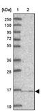 NADH dehydrogenase [ubiquinone] 1 alpha subcomplex subunit 13 antibody, PA5-59482, Invitrogen Antibodies, Western Blot image 