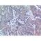 Platelet Derived Growth Factor D antibody, LS-C387057, Lifespan Biosciences, Immunohistochemistry frozen image 