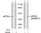 Eukaryotic translation initiation factor 2 subunit 1 antibody, GTX50300, GeneTex, Western Blot image 