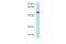 Regulator Of Chromosome Condensation 1 antibody, PA5-70527, Invitrogen Antibodies, Western Blot image 