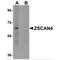 Zinc Finger And SCAN Domain Containing 4 antibody, MBS151547, MyBioSource, Western Blot image 