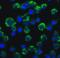 TRAF3 Interacting Protein 2 antibody, 56113, QED Bioscience, Immunofluorescence image 