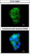 PPFIA Binding Protein 2 antibody, GTX112301, GeneTex, Immunofluorescence image 
