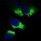 Twist Family BHLH Transcription Factor 1 antibody, NBP2-37364, Novus Biologicals, Immunofluorescence image 