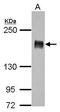 Insulin Receptor Substrate 1 antibody, PA5-29667, Invitrogen Antibodies, Western Blot image 