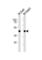 G Protein-Coupled Receptor 68 antibody, abx034939, Abbexa, Western Blot image 