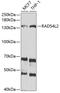 RAD54 Like 2 antibody, GTX54731, GeneTex, Western Blot image 