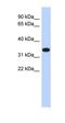 Actin Related Protein T1 antibody, orb330691, Biorbyt, Western Blot image 