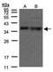 Heterogeneous Nuclear Ribonucleoprotein A1 antibody, PA5-28385, Invitrogen Antibodies, Western Blot image 