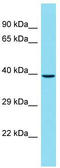 Centromere Protein L antibody, TA335421, Origene, Western Blot image 