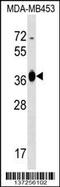 Glucose-Fructose Oxidoreductase Domain Containing 2 antibody, 58-963, ProSci, Western Blot image 