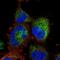 ATPase Phospholipid Transporting 11A antibody, NBP1-88903, Novus Biologicals, Immunofluorescence image 