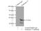 Syntaxin 17 antibody, 17815-1-AP, Proteintech Group, Immunoprecipitation image 