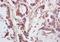 G Protein Subunit Alpha 12 antibody, orb4561, Biorbyt, Immunohistochemistry paraffin image 