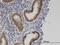 Zinc Finger MYND-Type Containing 8 antibody, H00023613-M01, Novus Biologicals, Immunohistochemistry paraffin image 
