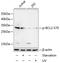 BCL2 antibody, A00040S70, Boster Biological Technology, Western Blot image 