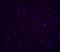 TNF Alpha Induced Protein 1 antibody, LS-B13092, Lifespan Biosciences, Immunofluorescence image 