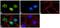 POU Class 5 Homeobox 1 antibody, 710788, Invitrogen Antibodies, Immunofluorescence image 