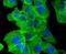 Actin Alpha 2, Smooth Muscle antibody, NBP2-67440, Novus Biologicals, Immunofluorescence image 