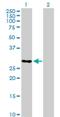 Transcription Elongation Factor A Like 6 antibody, H00158931-B01P, Novus Biologicals, Western Blot image 