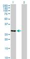 Transcription Elongation Factor A Like 6 antibody, H00158931-B01P, Novus Biologicals, Western Blot image 