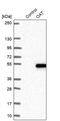 Ornithine Aminotransferase antibody, PA5-59067, Invitrogen Antibodies, Western Blot image 