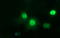 Tumor Protein P73 antibody, LS-C788199, Lifespan Biosciences, Immunofluorescence image 