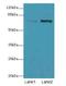 Neuropilin and tolloid-like protein 2 antibody, A66214-100, Epigentek, Western Blot image 