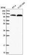 Alanyl-TRNA Synthetase antibody, HPA044223, Atlas Antibodies, Western Blot image 