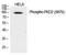 Protein Kinase D2 antibody, P04056, Boster Biological Technology, Western Blot image 