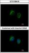 Interleukin-1 family member 7 antibody, GTX108419, GeneTex, Immunofluorescence image 