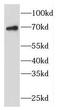 Fas Binding Factor 1 antibody, FNab03025, FineTest, Western Blot image 