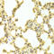 DnaJ Heat Shock Protein Family (Hsp40) Member B1 antibody, LS-C335586, Lifespan Biosciences, Immunohistochemistry frozen image 
